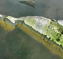 Alger på strandstenarna