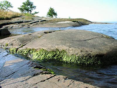 Svårt att kliva i vattnet p.g.a.  algblomningen.