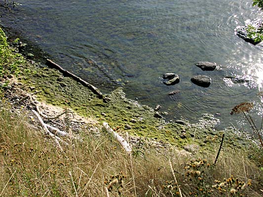 Badstranden - tjockt med grönalger.