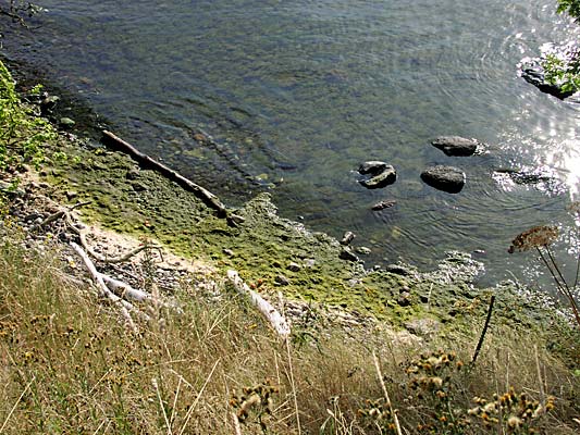 Badstranden - tjockt med grönalger.