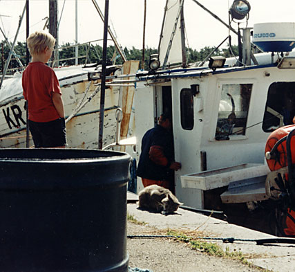 Gammelkatten vet när fiskebåten ska komma in. till land.