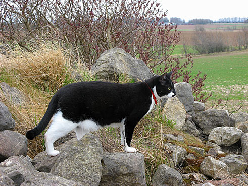 Katten spanar in sitt revir med vaken blick - en riktig jägare.