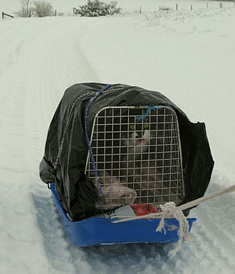 Katten åker pulka - han jamar när den välter.