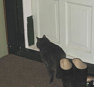 En träkil med gummilapp i dörrspringan är en bra kattlucka.