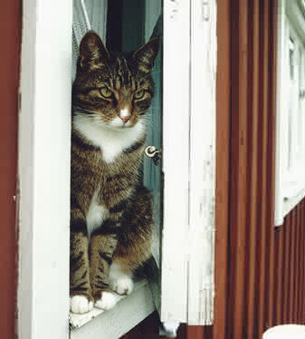 Nisse bondkatt kikar ut i fönstret.