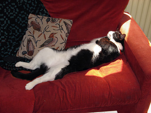 En katt kan sova sött i soffan.