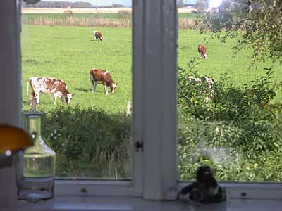 Kor på biobetet utanför fönstret.