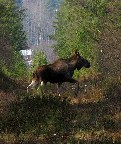 Älgko i skogsdungen.