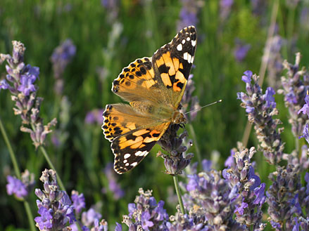 Tistelfjäril i lavendel.