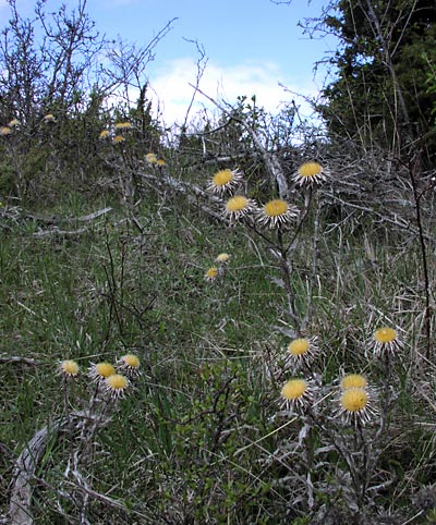 Spåtistel på våren på kullen.