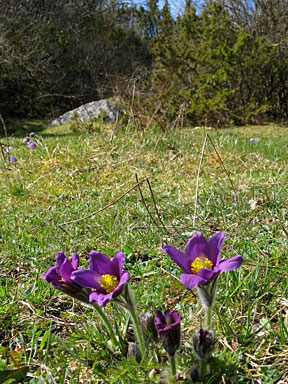 Backsippa är en tidig blomma vid grinden.