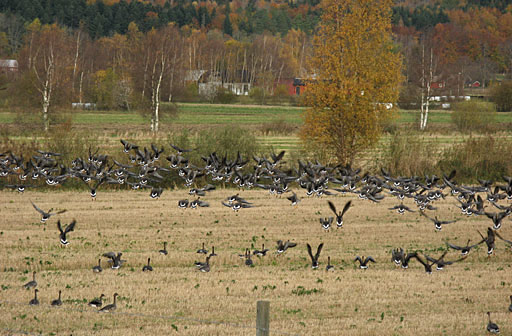 Flyttgässen kacklar och betar