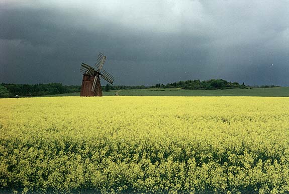 En väderkvarn, kullen och raps. 