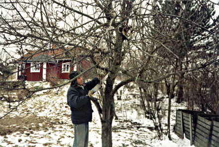 Trädbeskärning på vårkanten.